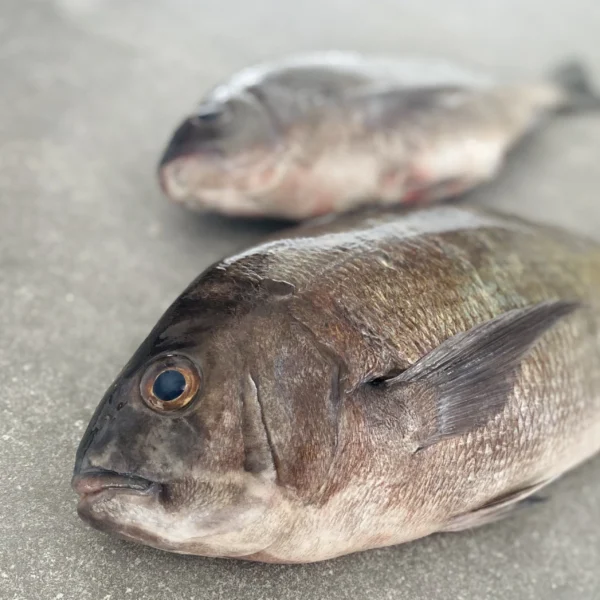 fresh bream